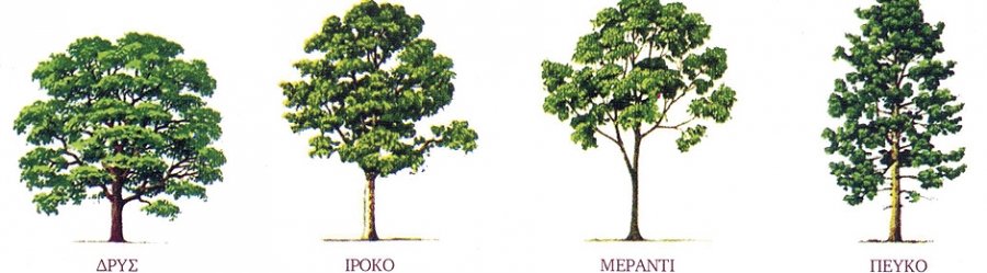 Ξύλο και οικολογία